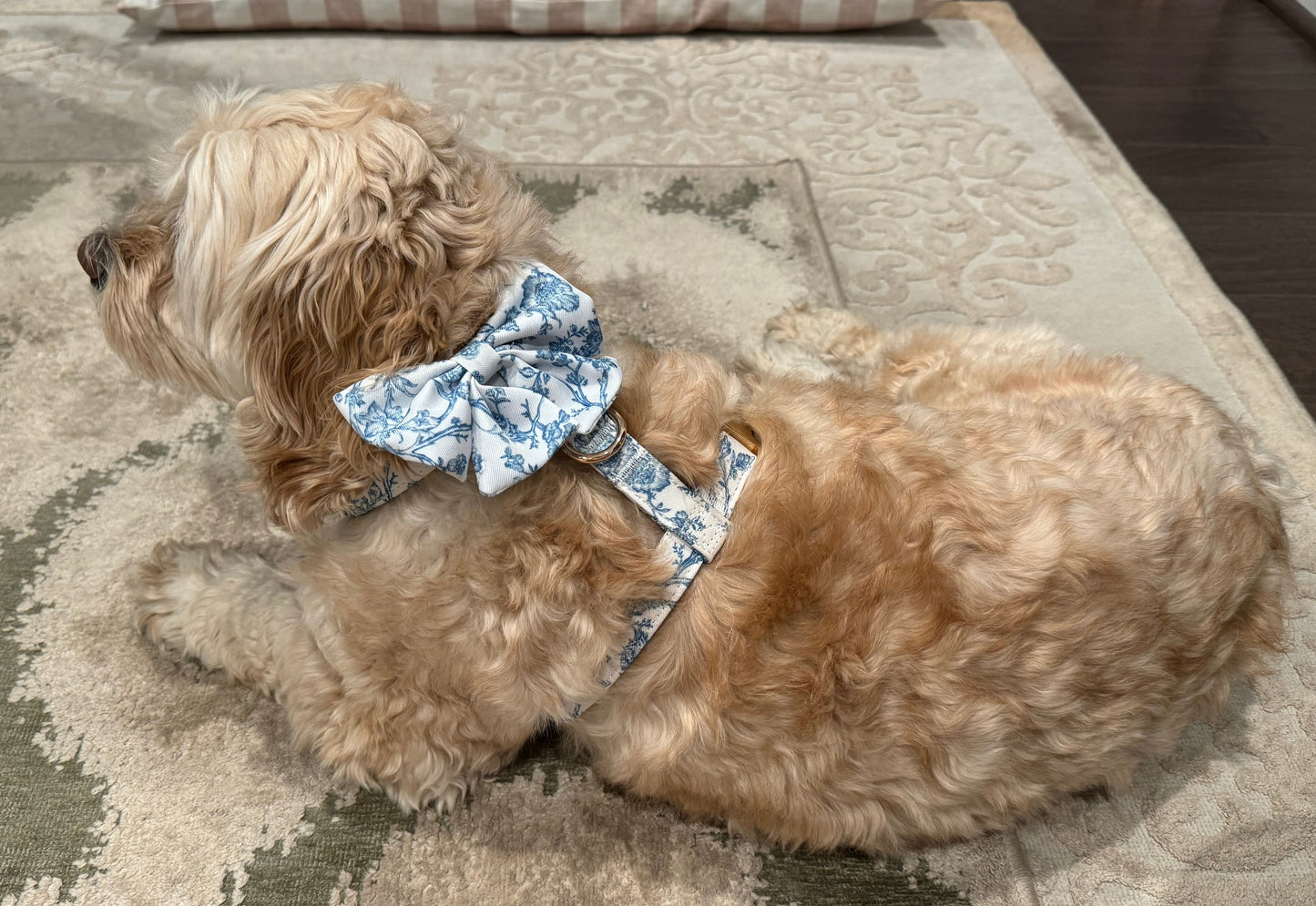 Bow added to matching Toile Harness